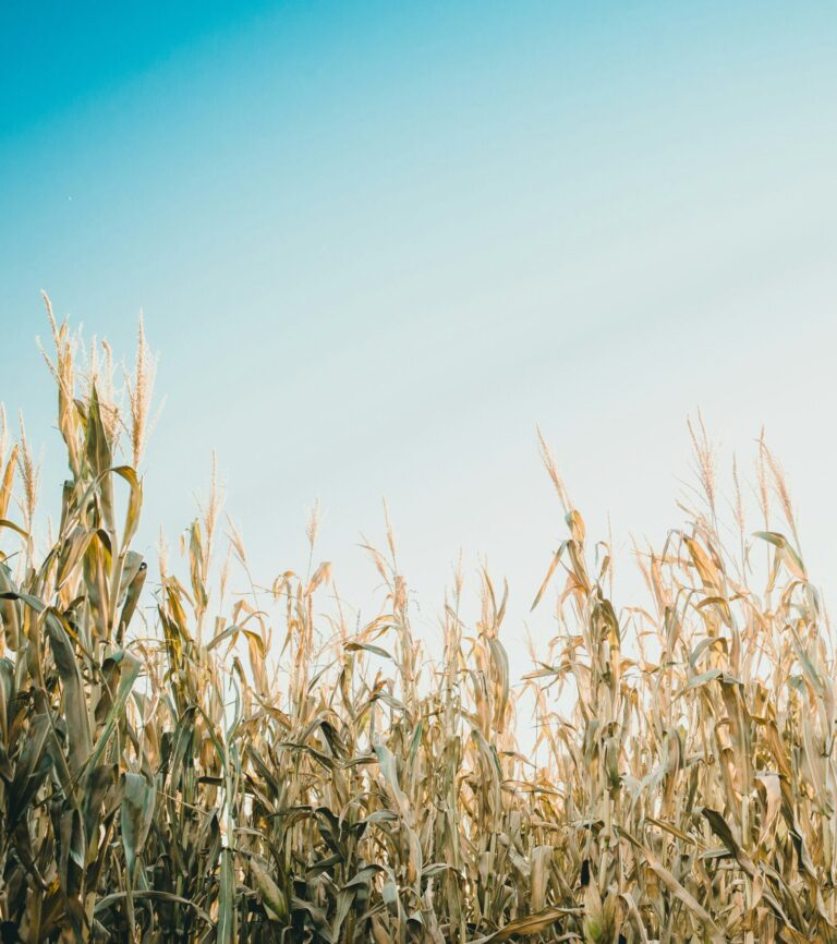 Three Sisters Synergy